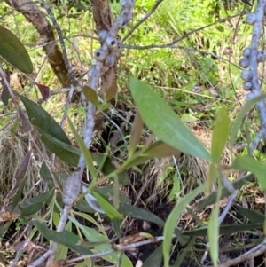 Callistemon pallidus at Namadgi National Park - 27 Nov 2023