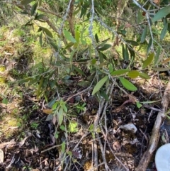 Callistemon pallidus at Namadgi National Park - 27 Nov 2023