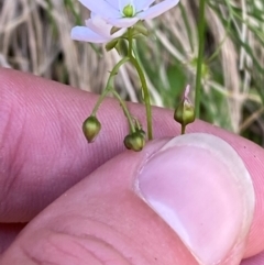 Drosera auriculata at Namadgi National Park - 27 Nov 2023