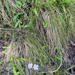 Drosera auriculata at Namadgi National Park - 27 Nov 2023 02:59 PM