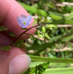 Veronica grosseserrata (A Speedwell) at Uriarra Village, ACT - 27 Nov 2023 by Tapirlord