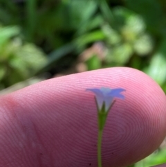 Wahlenbergia multicaulis (Tadgell's Bluebell) at Namadgi National Park - 27 Nov 2023 by Tapirlord