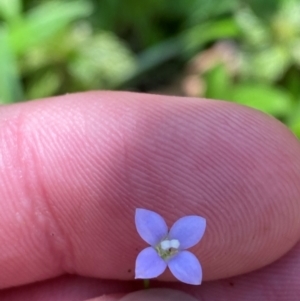 Wahlenbergia multicaulis at Namadgi National Park - 27 Nov 2023 02:49 PM