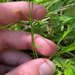 Wahlenbergia multicaulis at Namadgi National Park - 27 Nov 2023