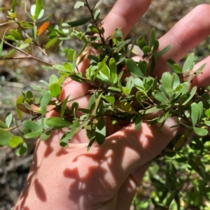 Leptospermum obovatum at Namadgi National Park - 27 Nov 2023 02:47 PM