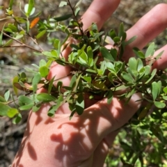 Leptospermum obovatum (River Tea Tree) at Namadgi National Park - 27 Nov 2023 by Tapirlord