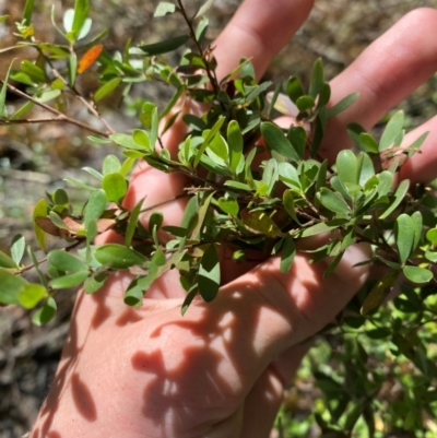 Leptospermum obovatum (River Tea Tree) at Namadgi National Park - 27 Nov 2023 by Tapirlord