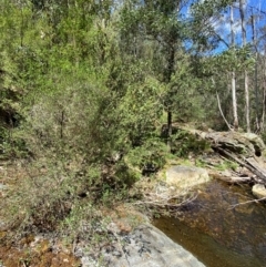 Leptospermum obovatum at Namadgi National Park - 27 Nov 2023