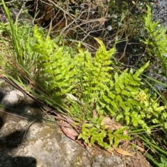 Blechnum minus at Namadgi National Park - 27 Nov 2023