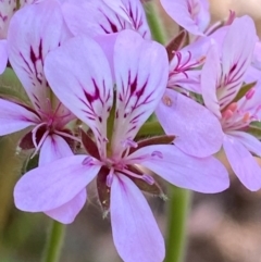 Pelargonium australe (Austral Stork's-bill) at Namadgi National Park - 27 Nov 2023 by Tapirlord