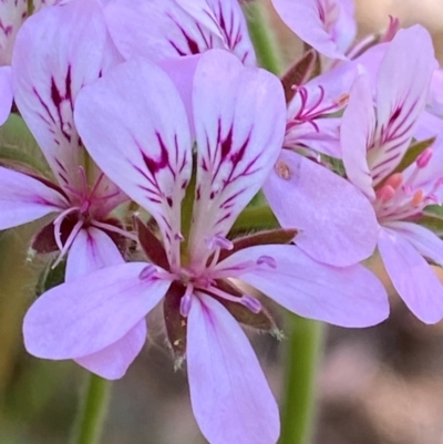 Pelargonium australe (Austral Stork's-bill) at Namadgi National Park - 27 Nov 2023 by Tapirlord