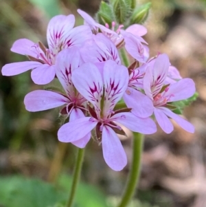 Pelargonium australe at Namadgi National Park - 27 Nov 2023