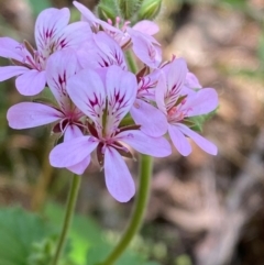 Pelargonium australe at Namadgi National Park - 27 Nov 2023