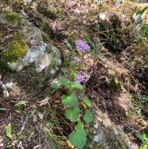 Pelargonium australe at Namadgi National Park - 27 Nov 2023