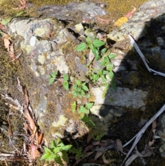 Veronica grosseserrata (A Speedwell) at Uriarra Village, ACT - 27 Nov 2023 by Tapirlord