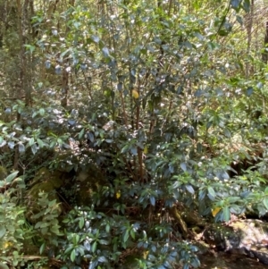 Hedycarya angustifolia at Namadgi National Park - 27 Nov 2023