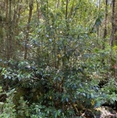 Hedycarya angustifolia at Namadgi National Park - 27 Nov 2023