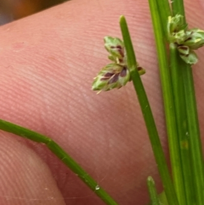 Isolepis inundata (Swamp Club Rush) at Namadgi National Park - 27 Nov 2023 by Tapirlord