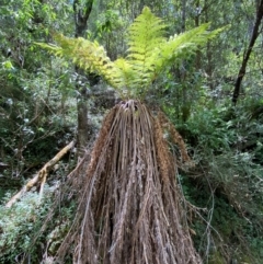 Dicksonia antarctica (Soft Treefern) at Uriarra Village, ACT - 27 Nov 2023 by Tapirlord