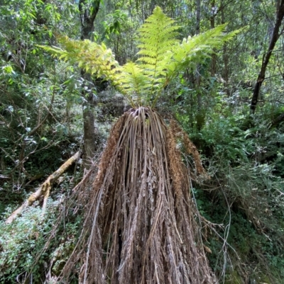 Dicksonia antarctica (Soft Treefern) at Uriarra Village, ACT - 27 Nov 2023 by Tapirlord