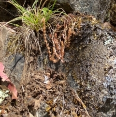 Crassula sieberiana (Austral Stonecrop) at Namadgi National Park - 27 Nov 2023 by Tapirlord