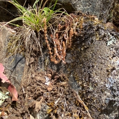 Crassula sieberiana (Austral Stonecrop) at Namadgi National Park - 27 Nov 2023 by Tapirlord