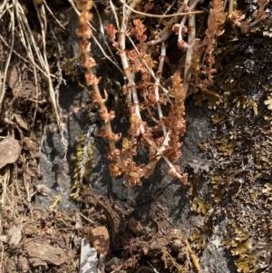 Crassula sieberiana at Namadgi National Park - 27 Nov 2023 02:10 PM