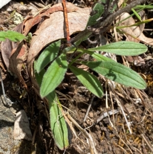 Cynoglossum australe at Namadgi National Park - 27 Nov 2023 02:10 PM