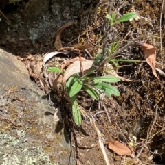 Cynoglossum australe at Namadgi National Park - 27 Nov 2023