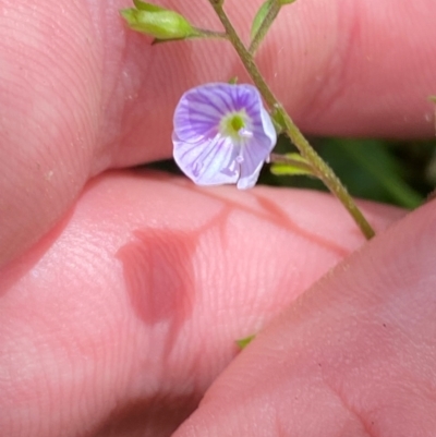 Veronica grosseserrata (A Speedwell) at Uriarra Village, ACT - 27 Nov 2023 by Tapirlord