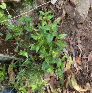 Veronica grosseserrata at Uriarra Village, ACT - 27 Nov 2023