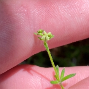 Galium gaudichaudii subsp. gaudichaudii at Namadgi National Park - 27 Nov 2023 02:04 PM