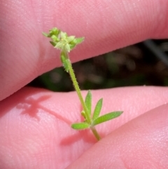 Galium gaudichaudii subsp. gaudichaudii at Namadgi National Park - 27 Nov 2023 02:04 PM