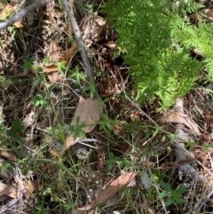 Galium gaudichaudii subsp. gaudichaudii at Namadgi National Park - 27 Nov 2023 02:04 PM