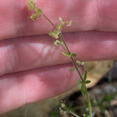 Galium gaudichaudii subsp. gaudichaudii at Namadgi National Park - 27 Nov 2023 02:04 PM