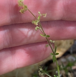 Galium gaudichaudii subsp. gaudichaudii at Namadgi National Park - 27 Nov 2023 02:04 PM