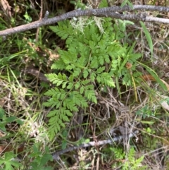 Cheilanthes austrotenuifolia (Rock Fern) at Namadgi National Park - 27 Nov 2023 by Tapirlord