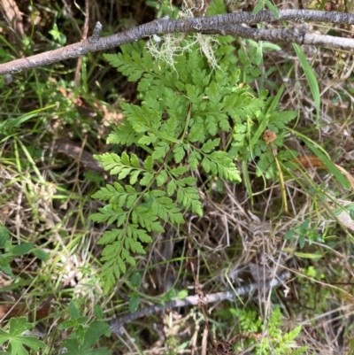 Cheilanthes austrotenuifolia (Rock Fern) at Uriarra Village, ACT - 27 Nov 2023 by Tapirlord