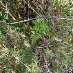 Cheilanthes austrotenuifolia at Namadgi National Park - 27 Nov 2023