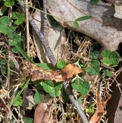 Pullenia gunnii (A Tick-Trefoil) at Uriarra Village, ACT - 27 Nov 2023 by Tapirlord