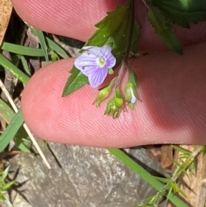 Veronica grosseserrata at Namadgi National Park - 27 Nov 2023 02:03 PM