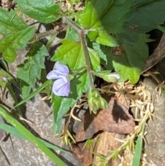 Veronica grosseserrata at Namadgi National Park - 27 Nov 2023 02:03 PM