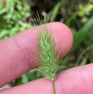 Echinopogon ovatus at Namadgi National Park - 27 Nov 2023 02:00 PM