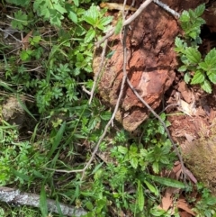 Echinopogon ovatus at Namadgi National Park - 27 Nov 2023