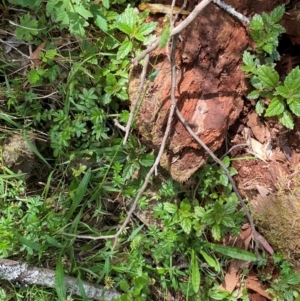 Echinopogon ovatus at Namadgi National Park - 27 Nov 2023