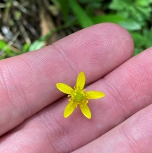 Ranunculus plebeius at Namadgi National Park - 27 Nov 2023 02:00 PM