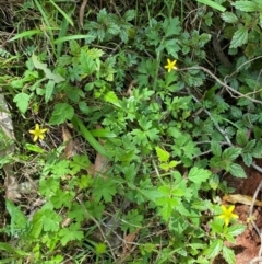 Ranunculus plebeius at Namadgi National Park - 27 Nov 2023 02:00 PM