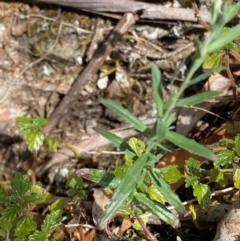 Epilobium billardiereanum subsp. hydrophilum at Namadgi National Park - 27 Nov 2023 by Tapirlord