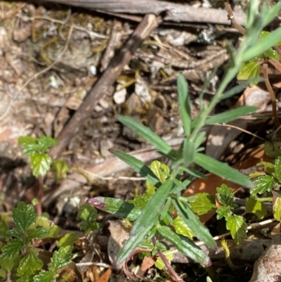 Epilobium billardiereanum subsp. hydrophilum at Namadgi National Park - 27 Nov 2023 by Tapirlord
