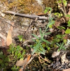 Epilobium billardiereanum subsp. hydrophilum at Namadgi National Park - 27 Nov 2023 01:24 PM